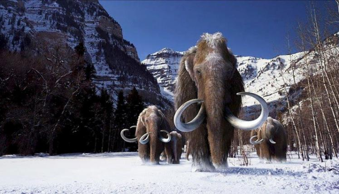 Fosil Gading Gajah Purba 1,4 Meter Ditemukan Warga Kudus