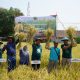 Disela-sela melaksanakan panen padi organik bersama petani di Desa Ngraho, Kecamatan Kedungtuban, Sabtu (21/10/2023) sore, Bupati Blora, H. Arief Rohman minta Kedungtuban bisa menjadi contoh pertanian organik.
